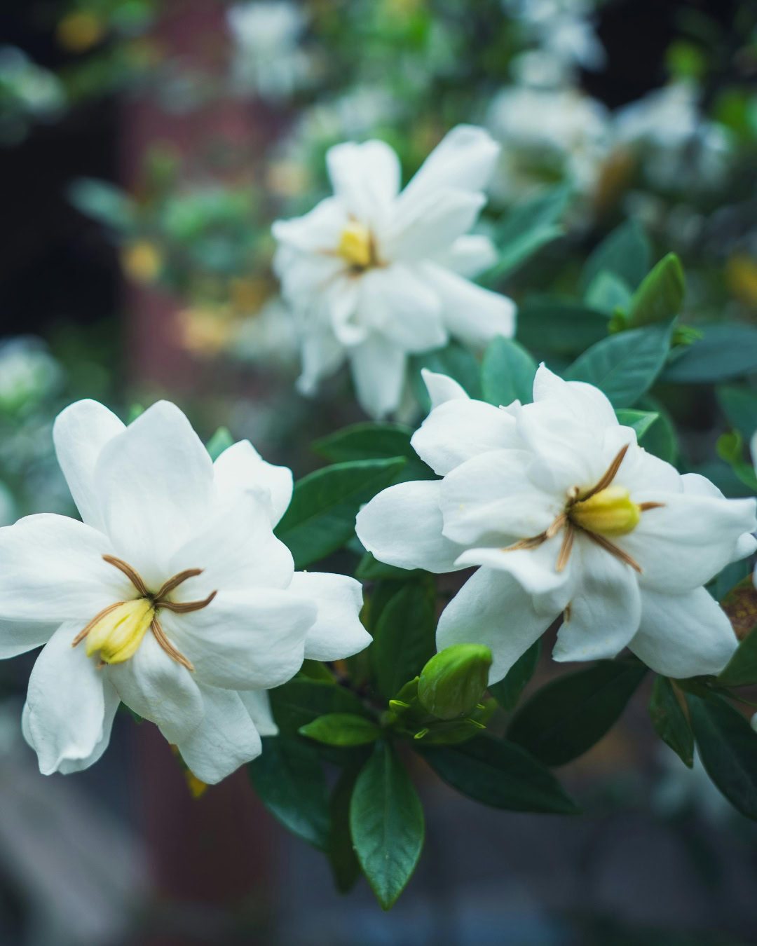 Gardenia