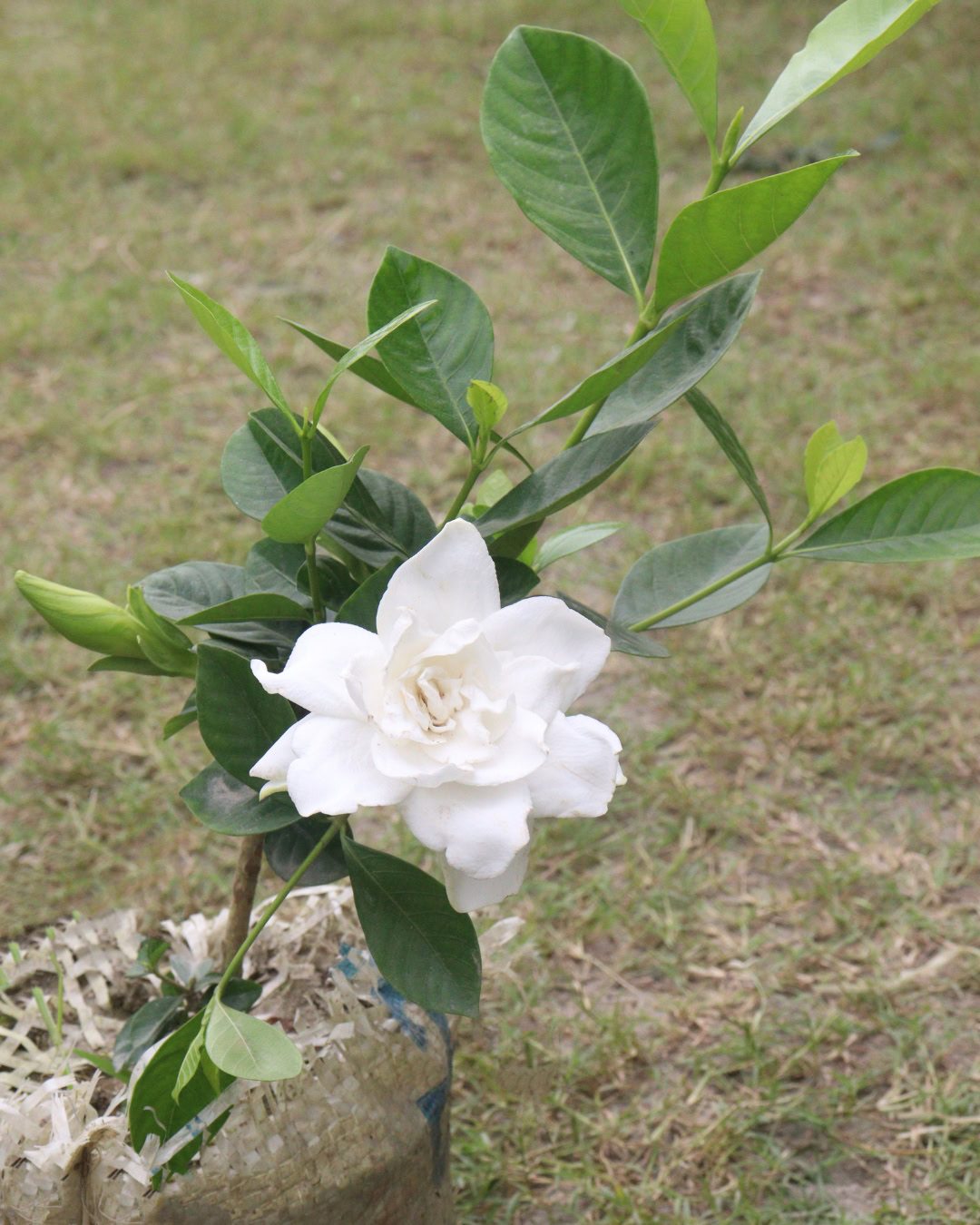 Plántula de Gardenia