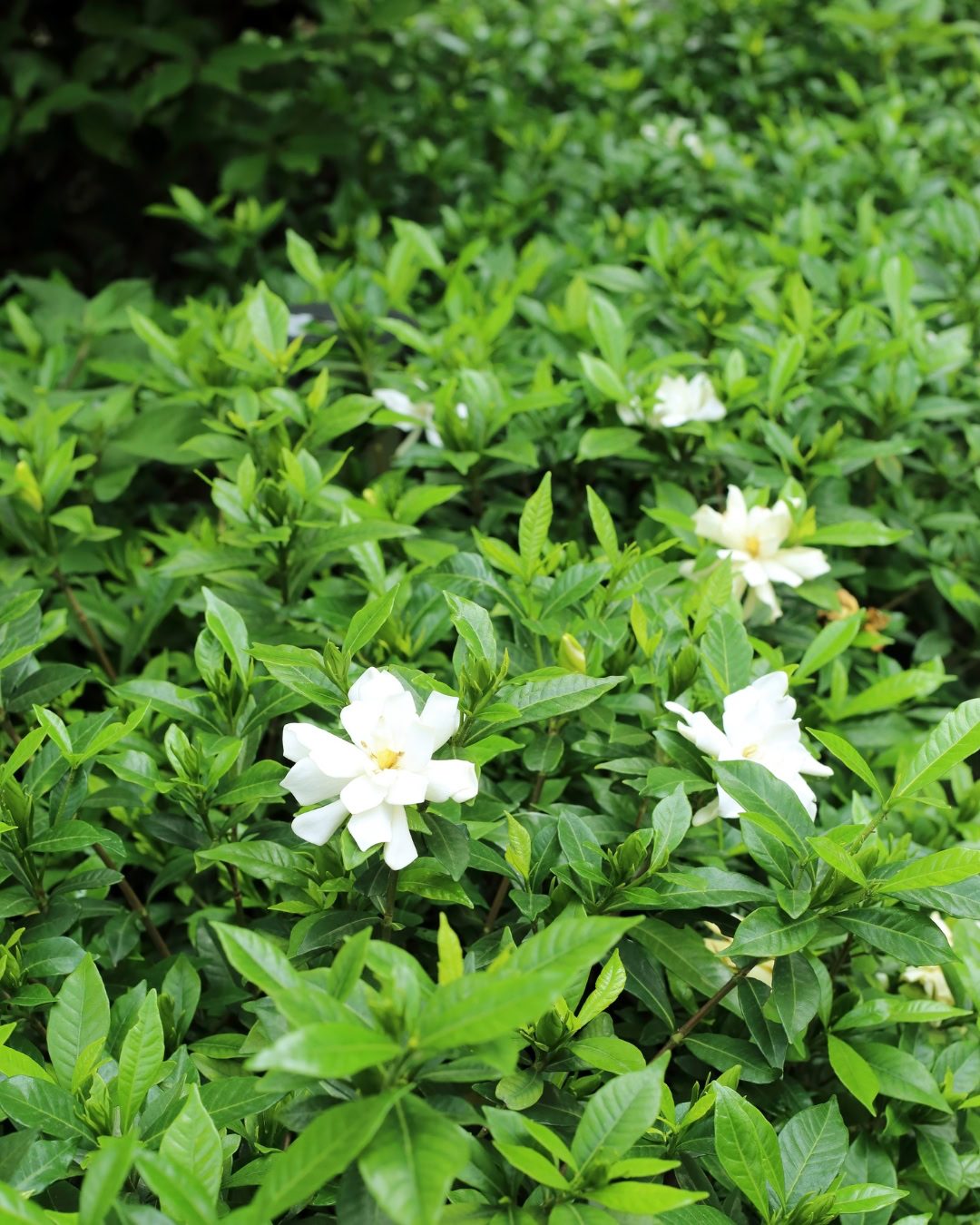 Gardenia