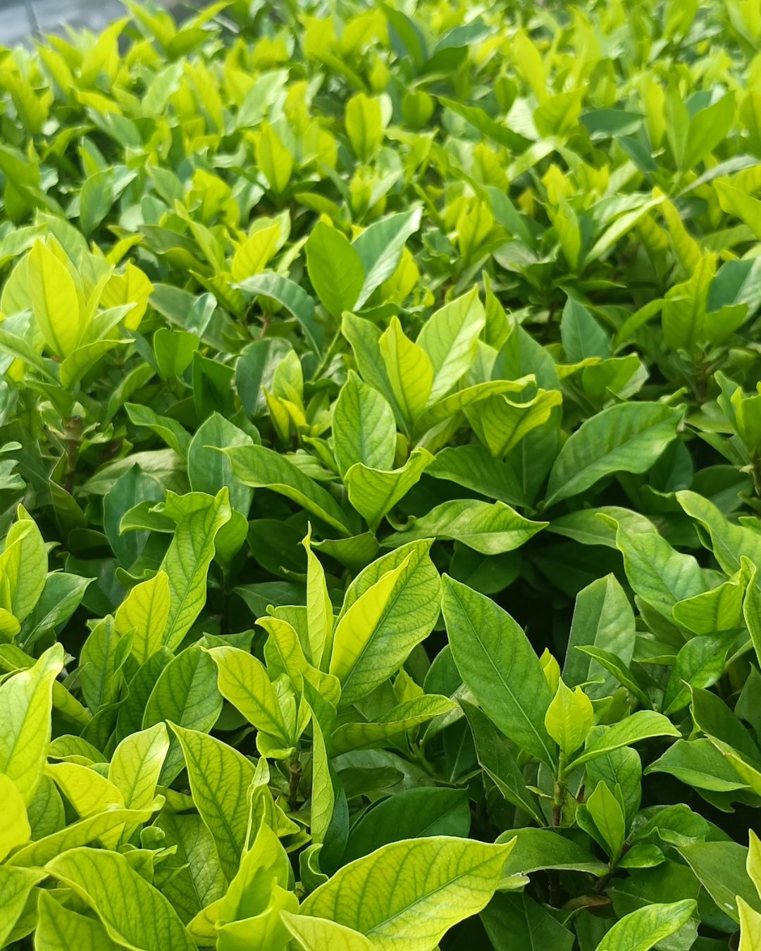Clorosis en Gardenia