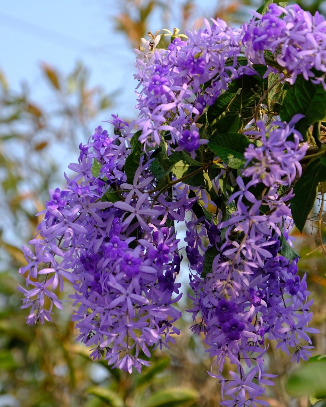 Flor-de-são-miguel - Petrea volubilis 5 Petrea volubilis - Flor-de-são-miguel, viuvinha