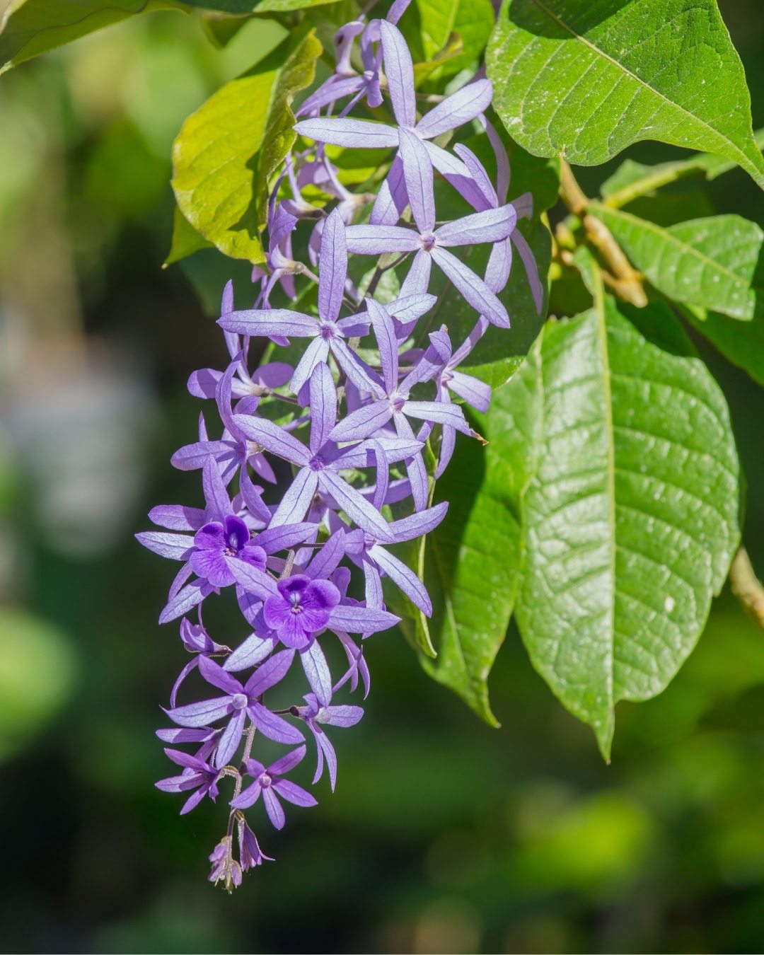 Flor-de-são-miguel - Petrea volubilis 1 Viuvinha - Detalhe da inflorescência