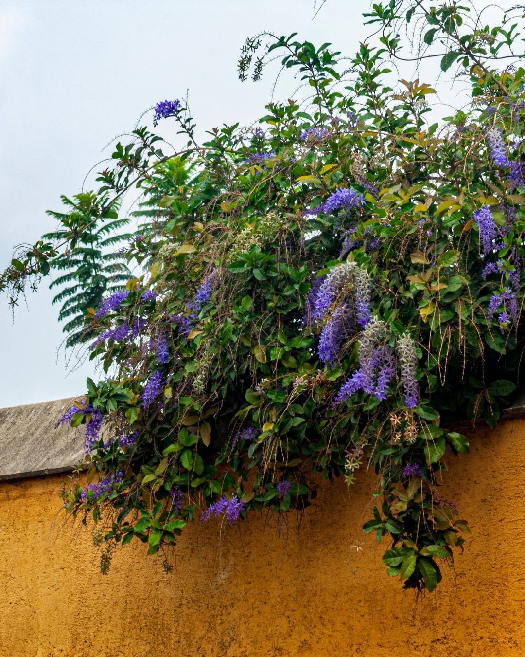 Flor-de-são-miguel - Petrea volubilis 2 Petrea volubilis - Flor-de-são-miguel, viuvinha