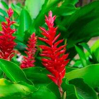 Alpínia ou gengibre-vermelho (Alpinia purpurata)