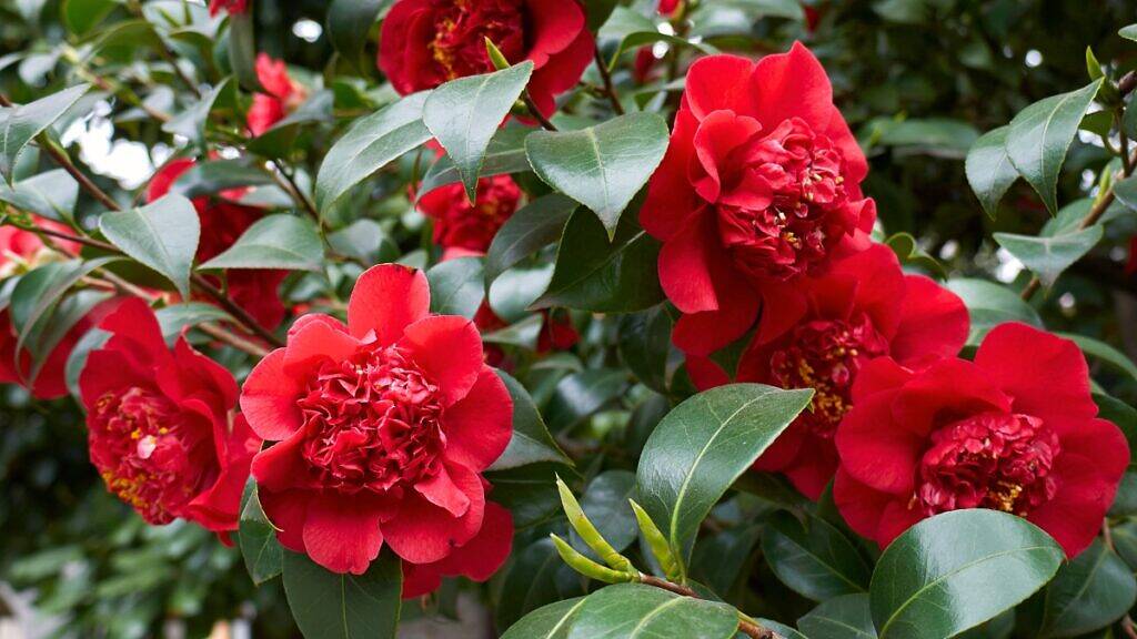 Camélia - Camellia japonica - Jardineiro.net