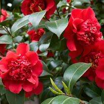 Camélia, Cameleira, Rosa do Japão - Camellia japonica