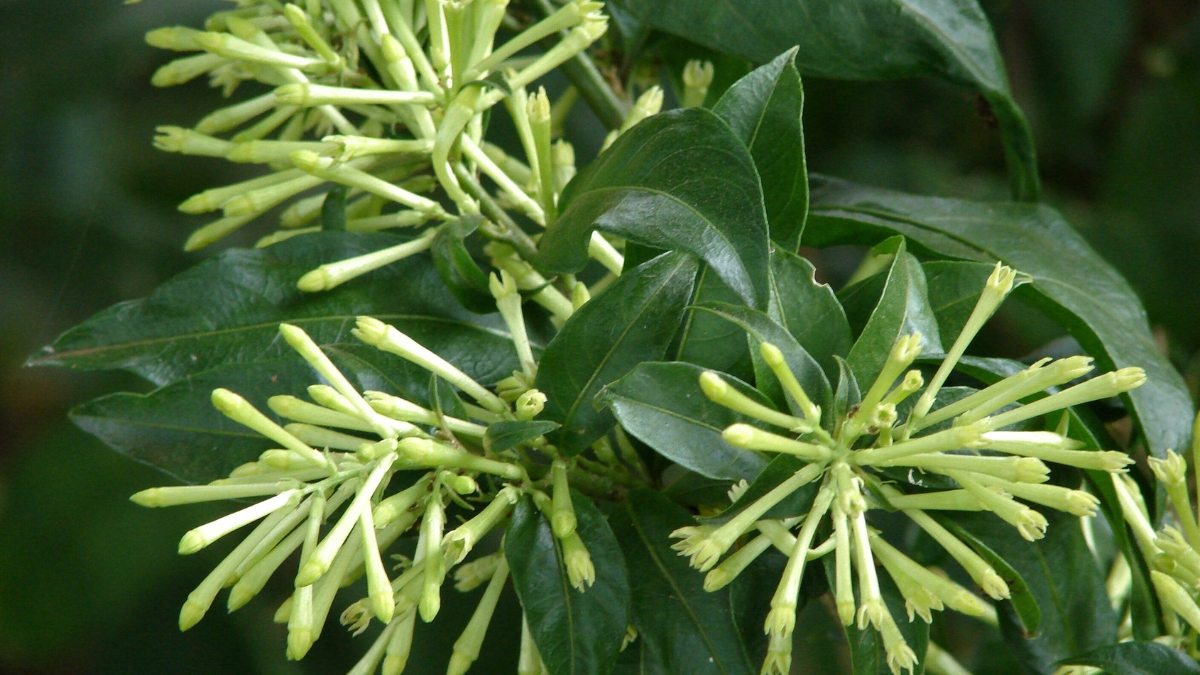 Dama-da-noite - Cestrum nocturnum