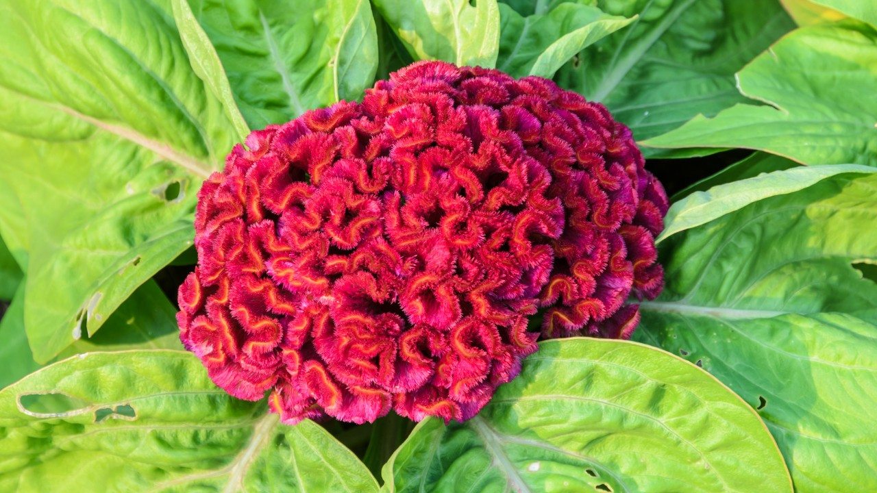 Crista de galo vermelha - Celosia cristata