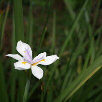 Moréia-branca - Dietes iridioides