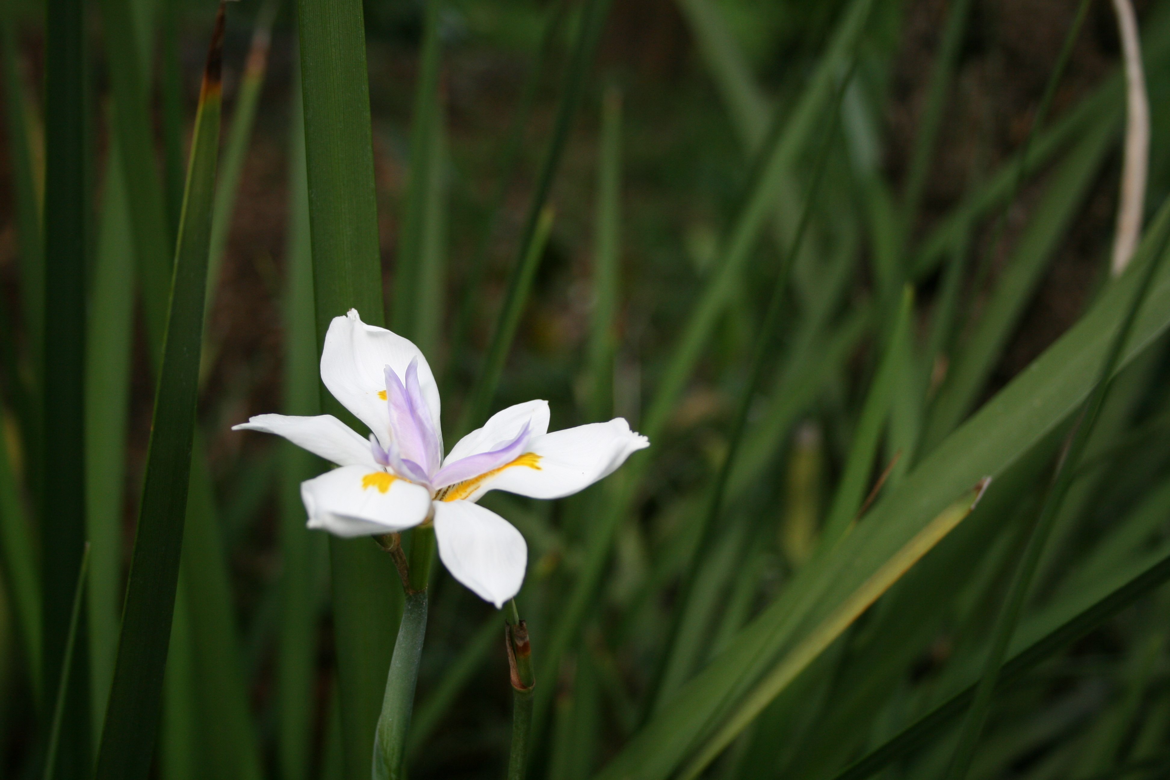 Moréia-branca - Dietes iridioides