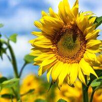 Girassóis - Helianthus annus