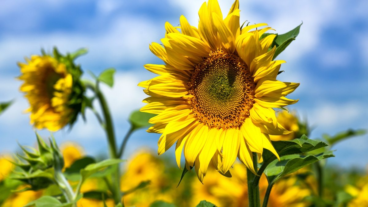 Girassóis - Helianthus annus