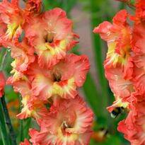 Gladíolo, Palma-de-santa-rita - Gladiolus x hybridus