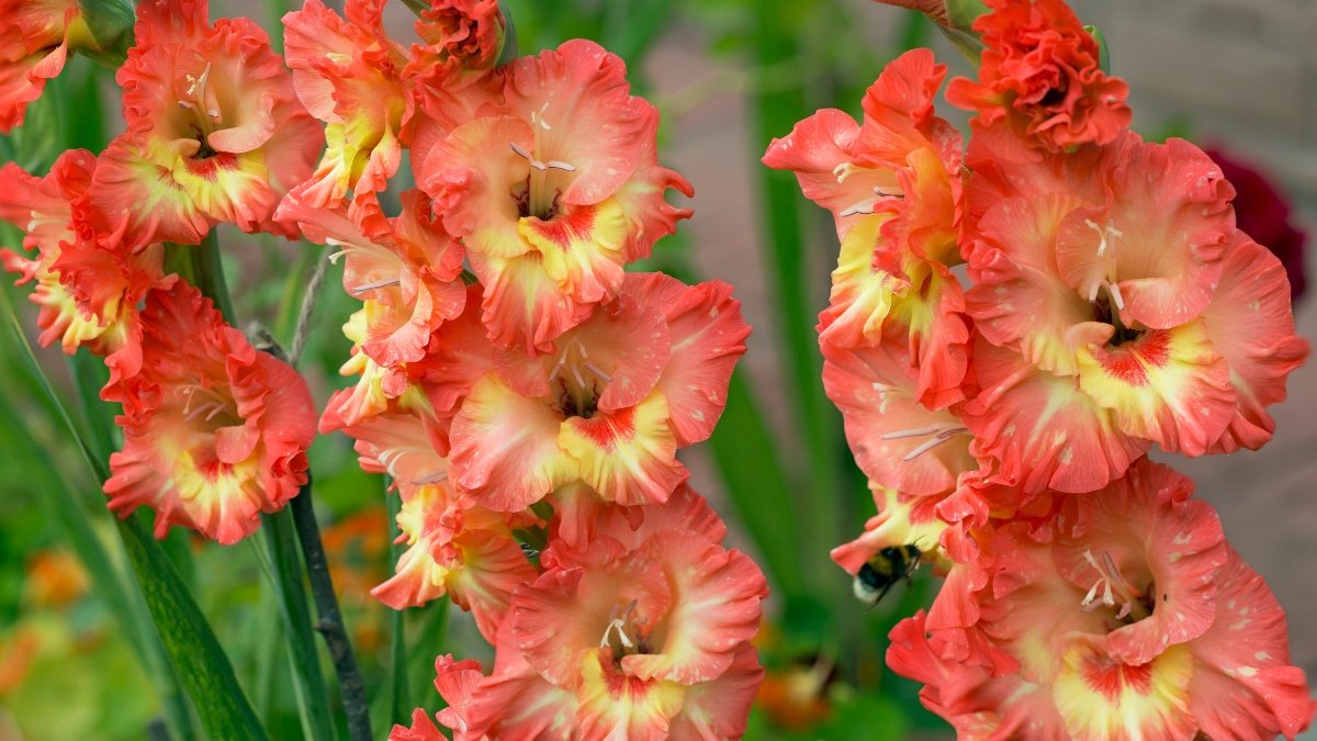 Gladíolo, Palma-de-santa-rita - Gladiolus x hybridus