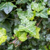 Plantas de A a Z por Nome Popular 58 Hera-inglesa - Hedera-helix
