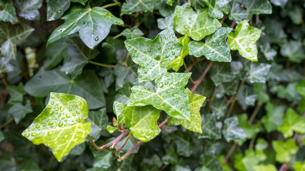 Hera-inglesa - Hedera-helix