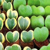 Planta-coração - hoya kerrii