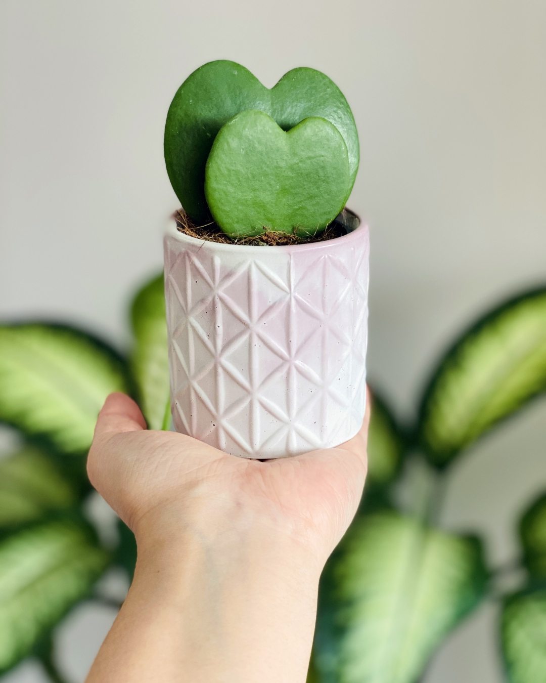 Planta-coração - Hoya kerrii 6 hoya kerrii 5