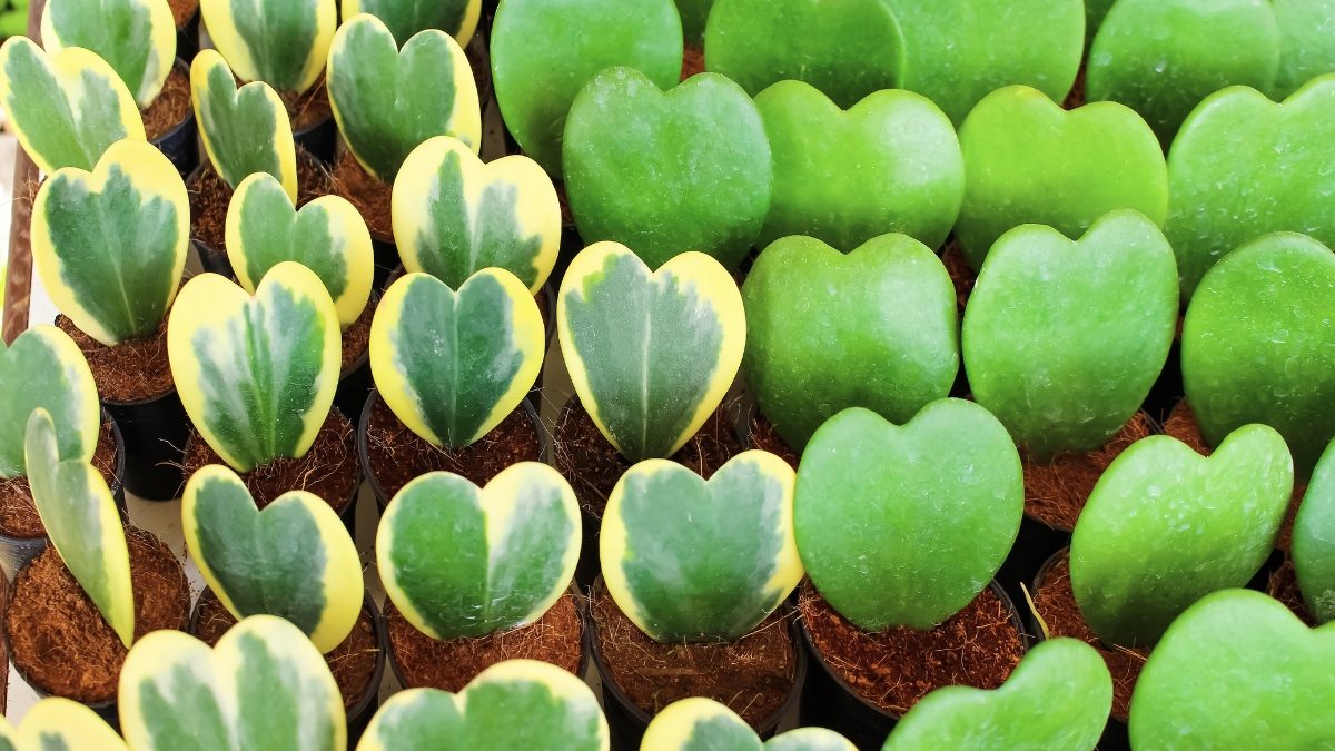 Planta-coração - hoya kerrii