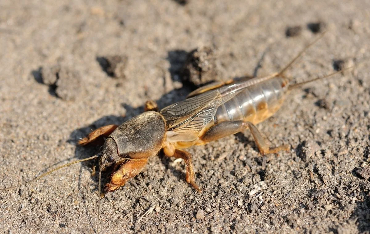 Paquinha 1 Gryllotalpidae