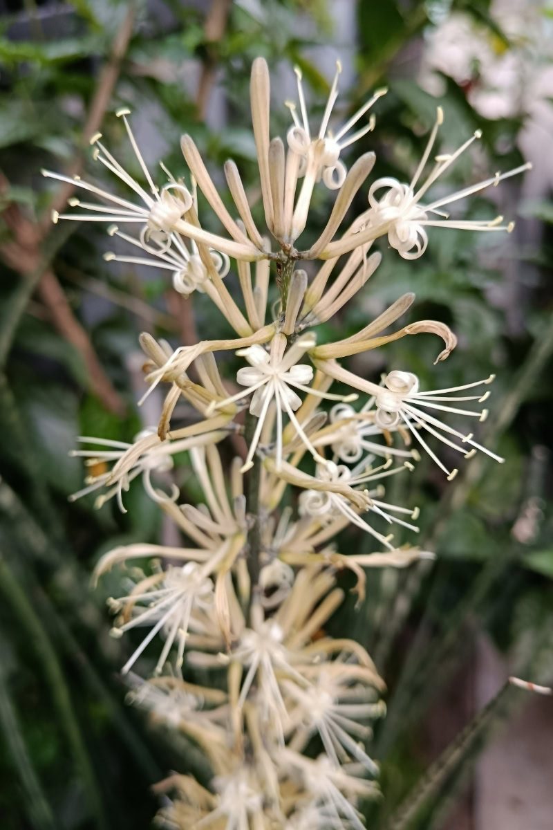 Lança-de-são-jorge - Dracaena angolensis 3 Detalhe das Inflorescências da Dracaena angolensis.