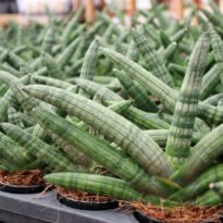 Dracaena angolensis
