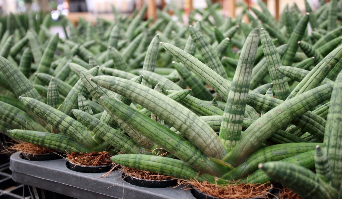 Dracaena angolensis