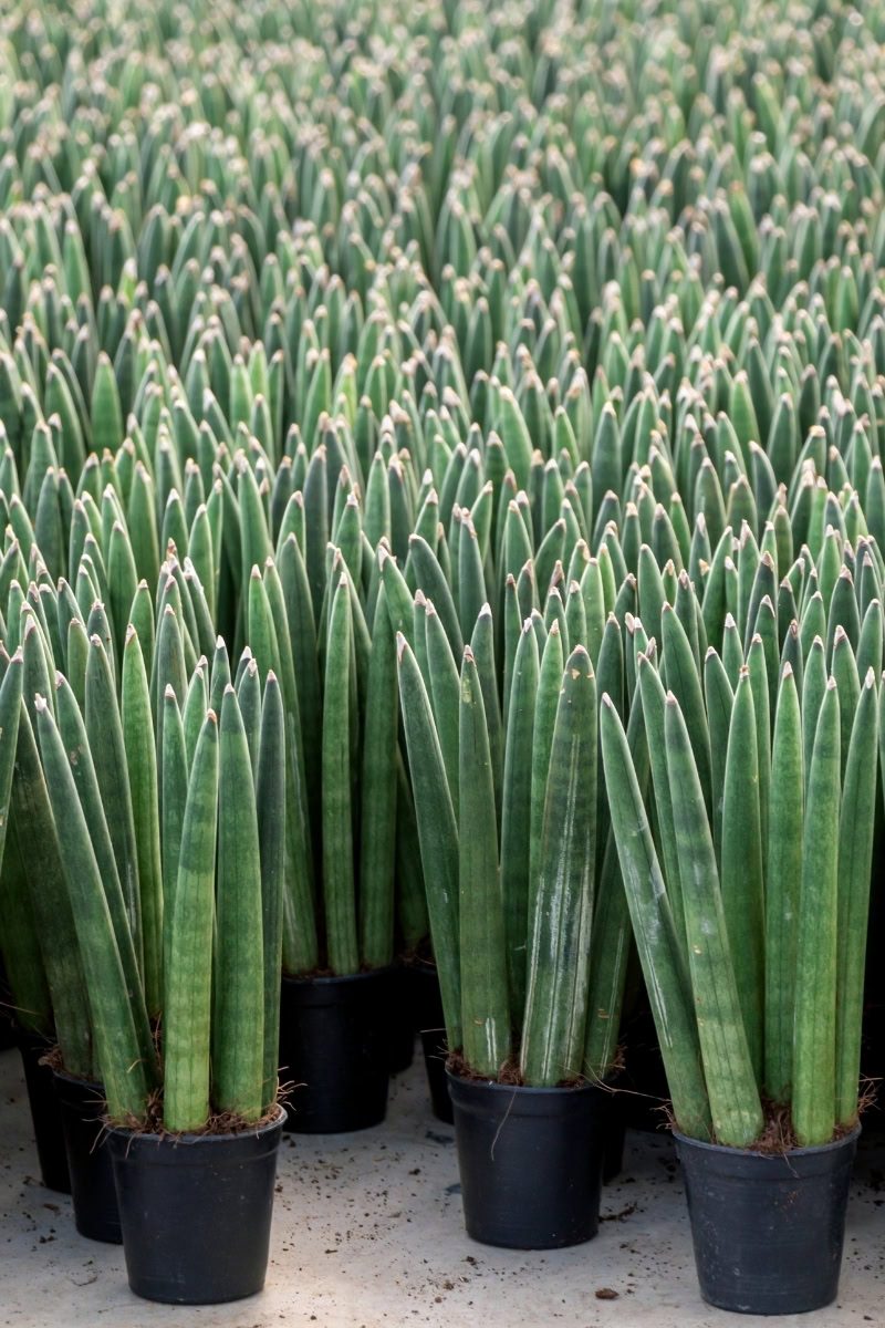 Lança-de-são-jorge - Dracaena angolensis 8 Viveiro com plantas de Lança-de-são-jorge (Dracaena angolensis)