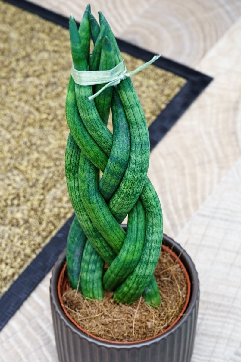 Lança-de-são-jorge - Dracaena angolensis 4 Folhas trançadas