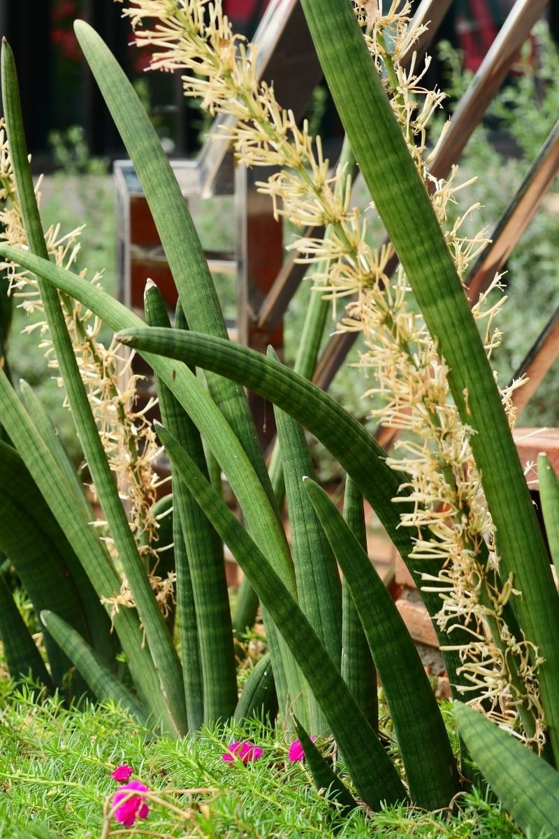 Lança-de-são-jorge - Dracaena angolensis 2 Dracaena angolensis
