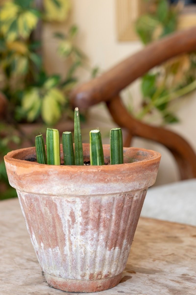 Lança-de-são-jorge - Dracaena angolensis 5 Mudas por estaquia