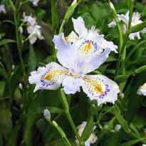 450px Iris japonica 5
