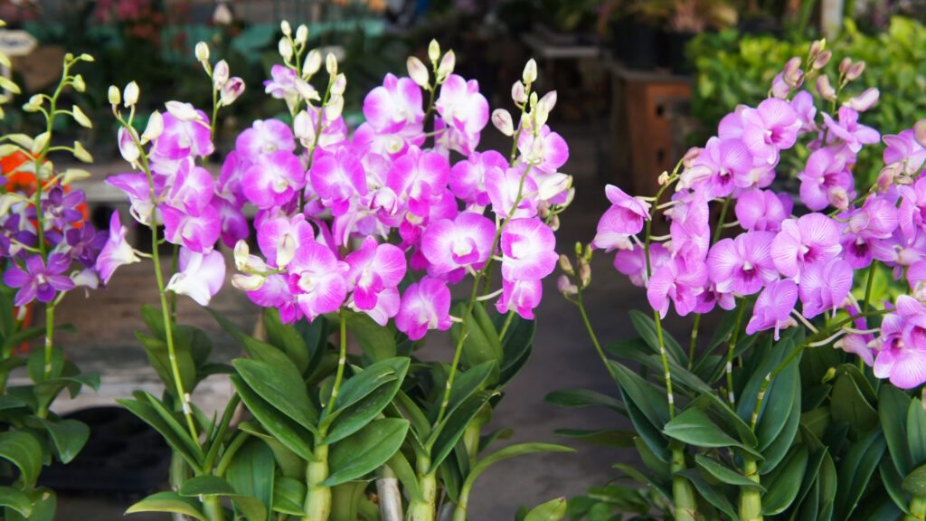 Dendrobium bigibbum, Denphal