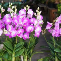 Dendrobium bigibbum, Denphal
