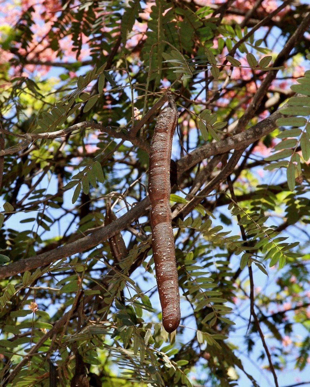 Cássia-rosa - Cassia grandis 2 Fruto do tipo legume.