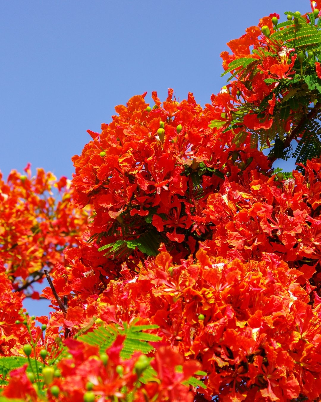 Flamboyant - Delonix regia 1 A beleza das flores do Flamboyant