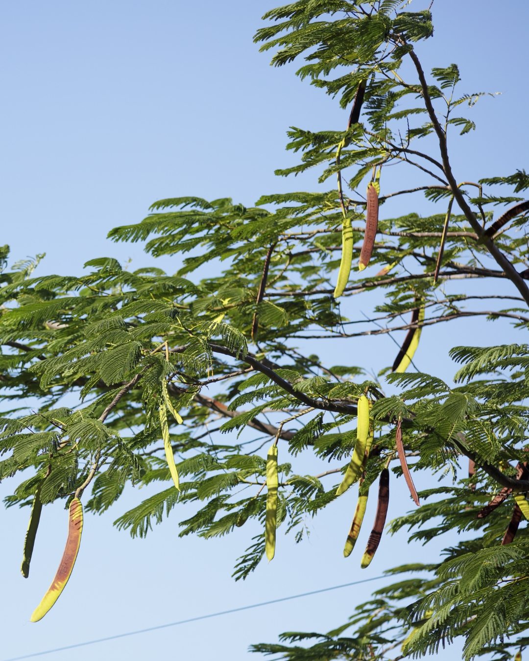 Flamboyant - Delonix regia 6 Os frutos do tipo legume, característicos da família Fabaceae