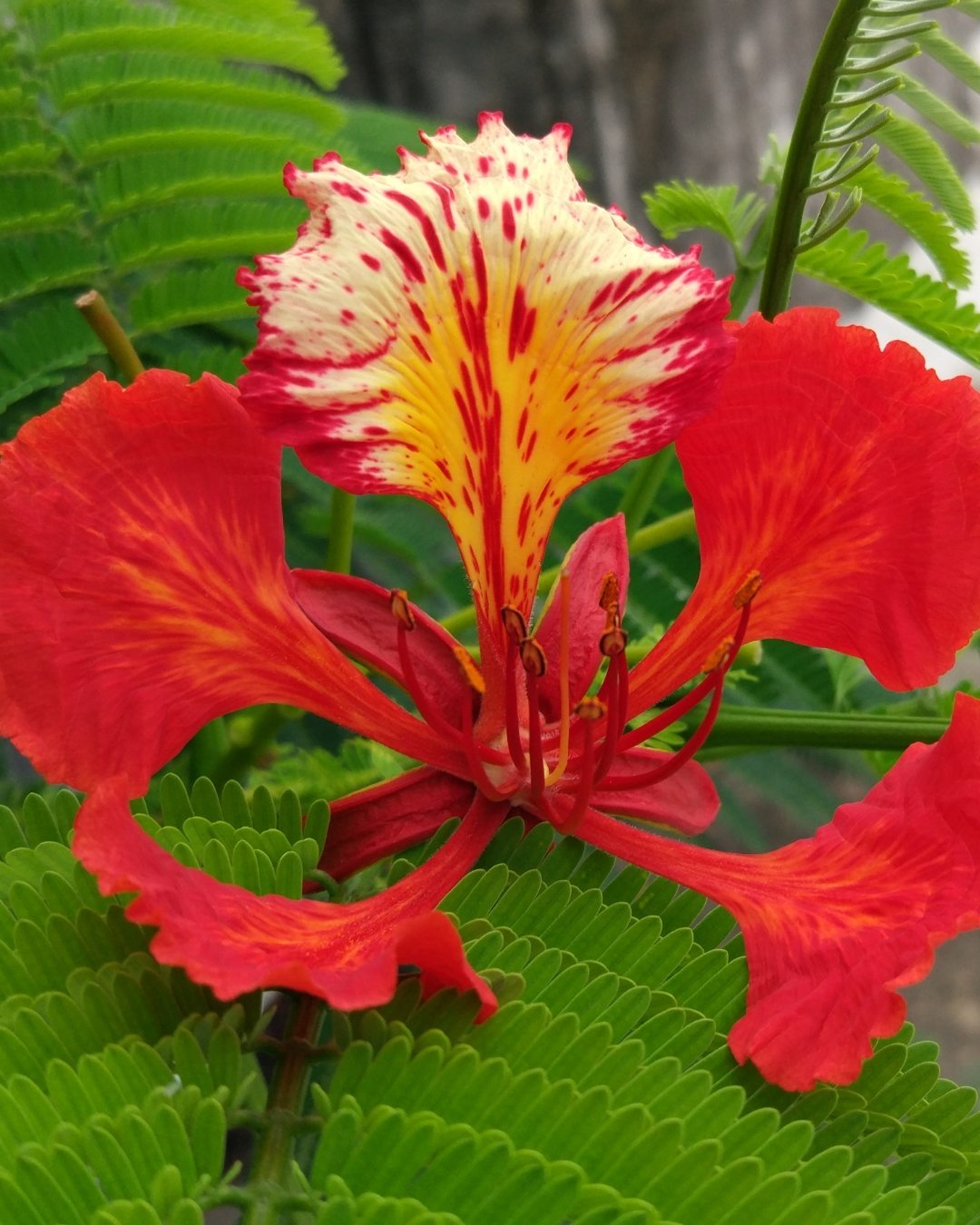 Flamboyant - Delonix regia 2 Detalhe das flores vermelhas.