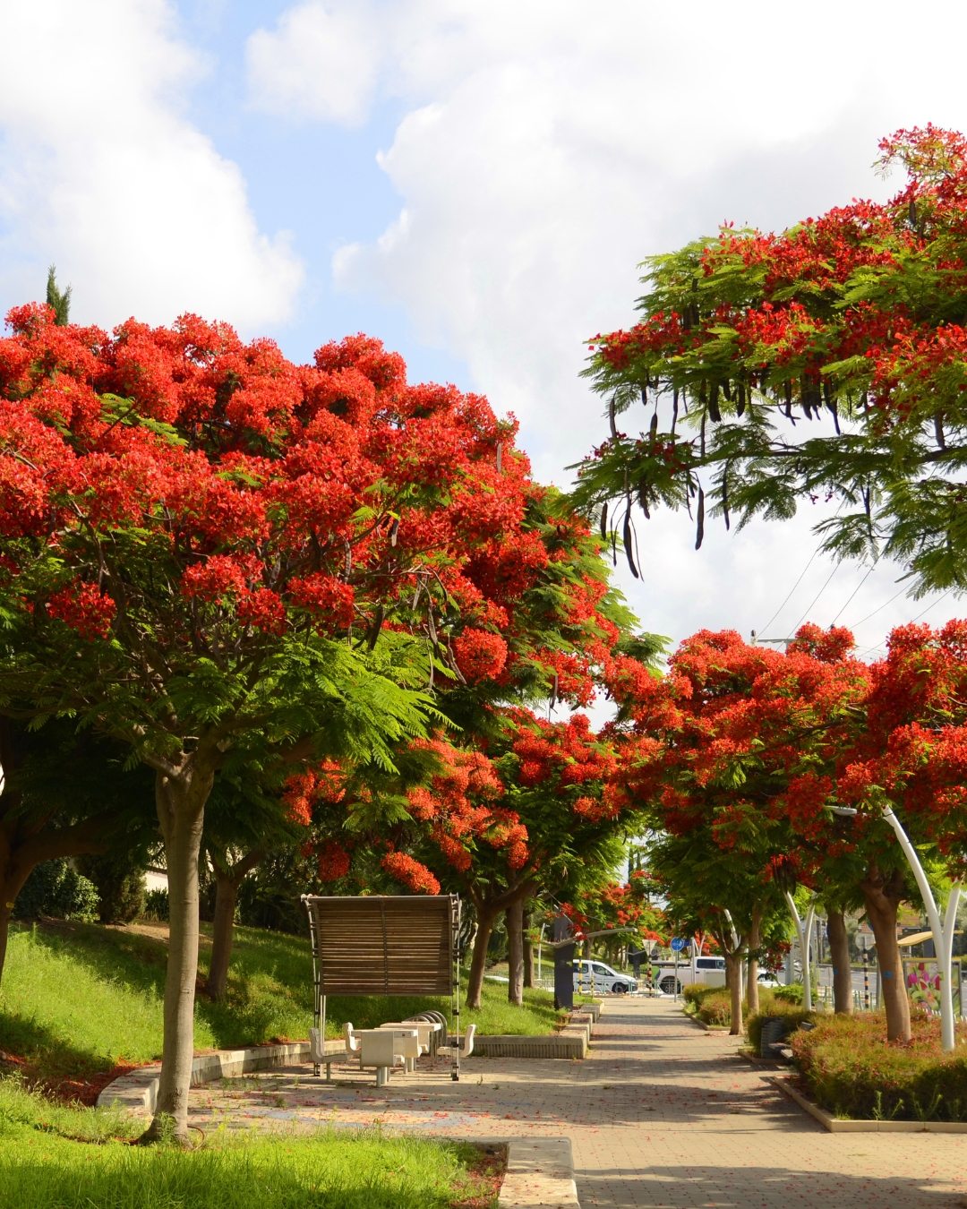 Flamboyant - Delonix regia 5 Uma belíssima alameda com Flamboyant