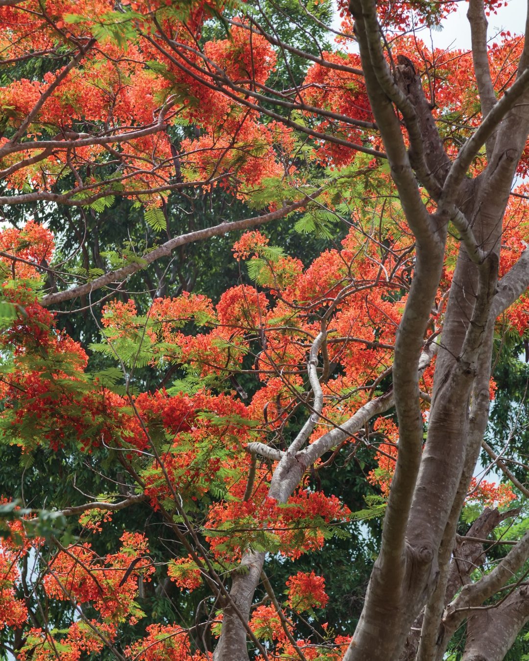 Flamboyant - Delonix regia 4 Tronco da Delonix regia.