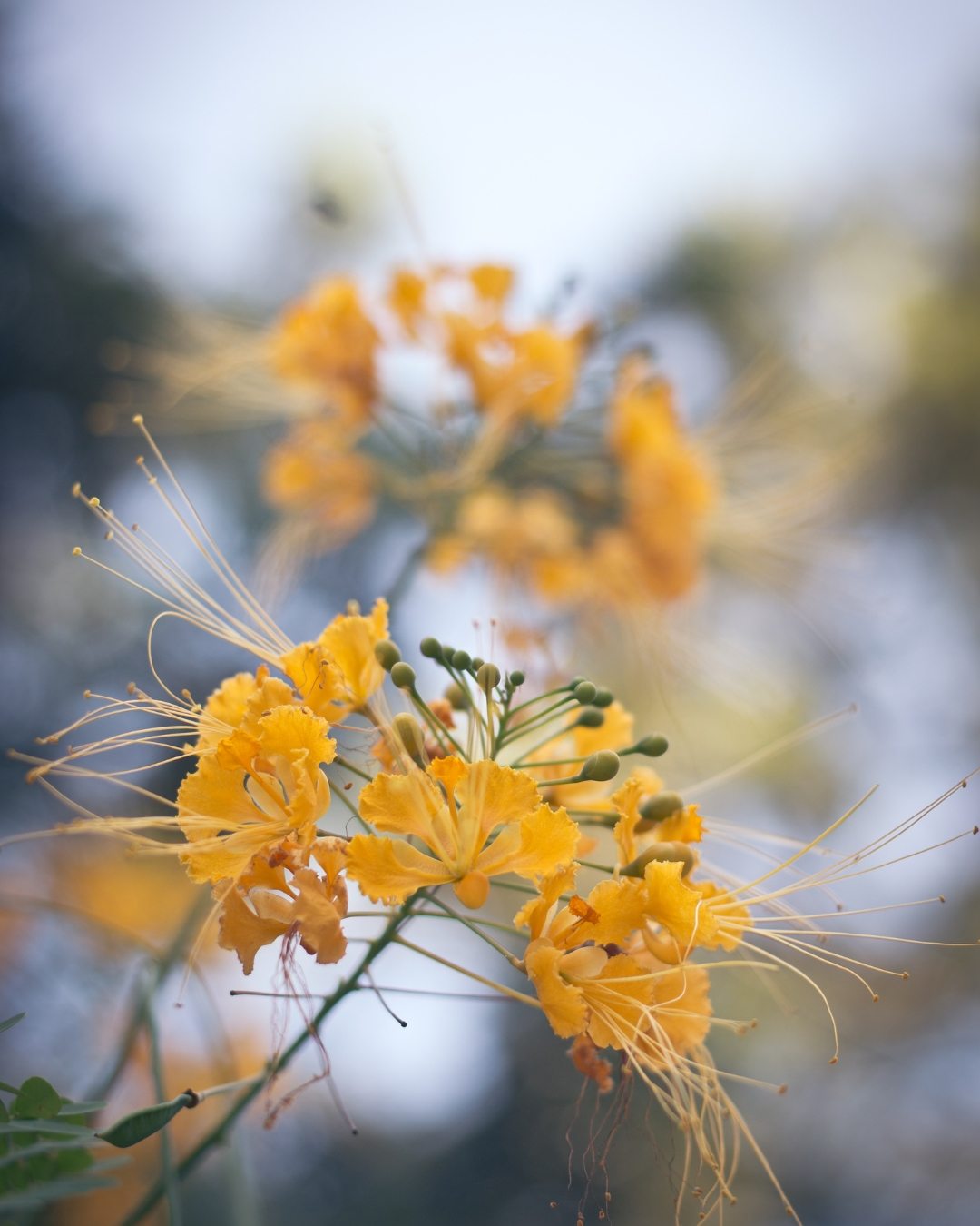 Flamboyant - Delonix regia 3 Detalhe das flores amarelas.