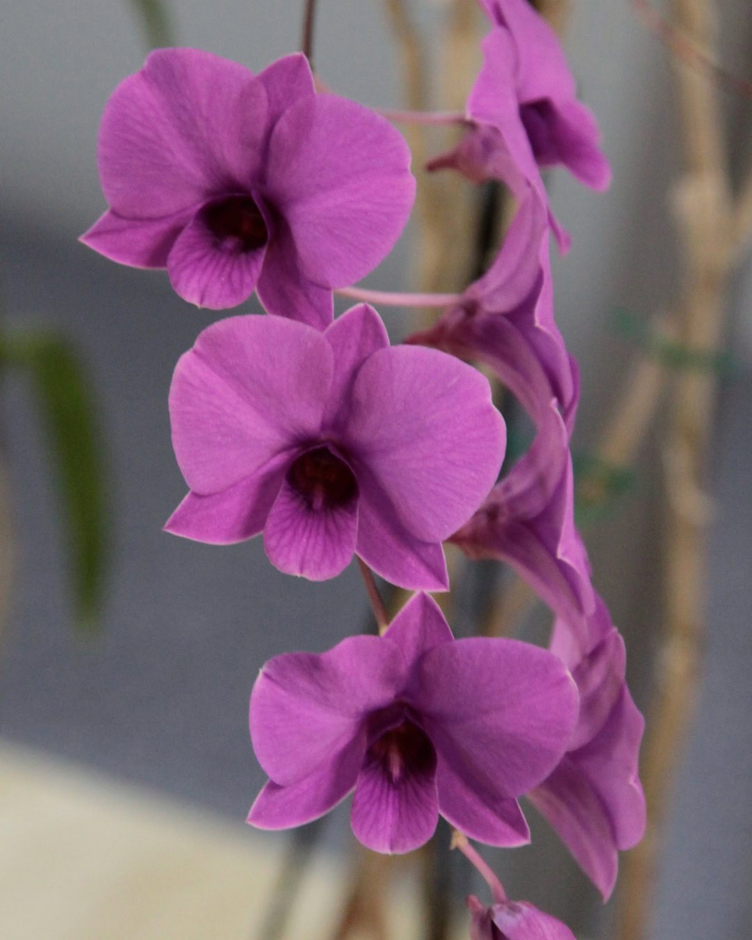 Cooktown Orchid - Dendrobium bigibbum Cooktown Orchid