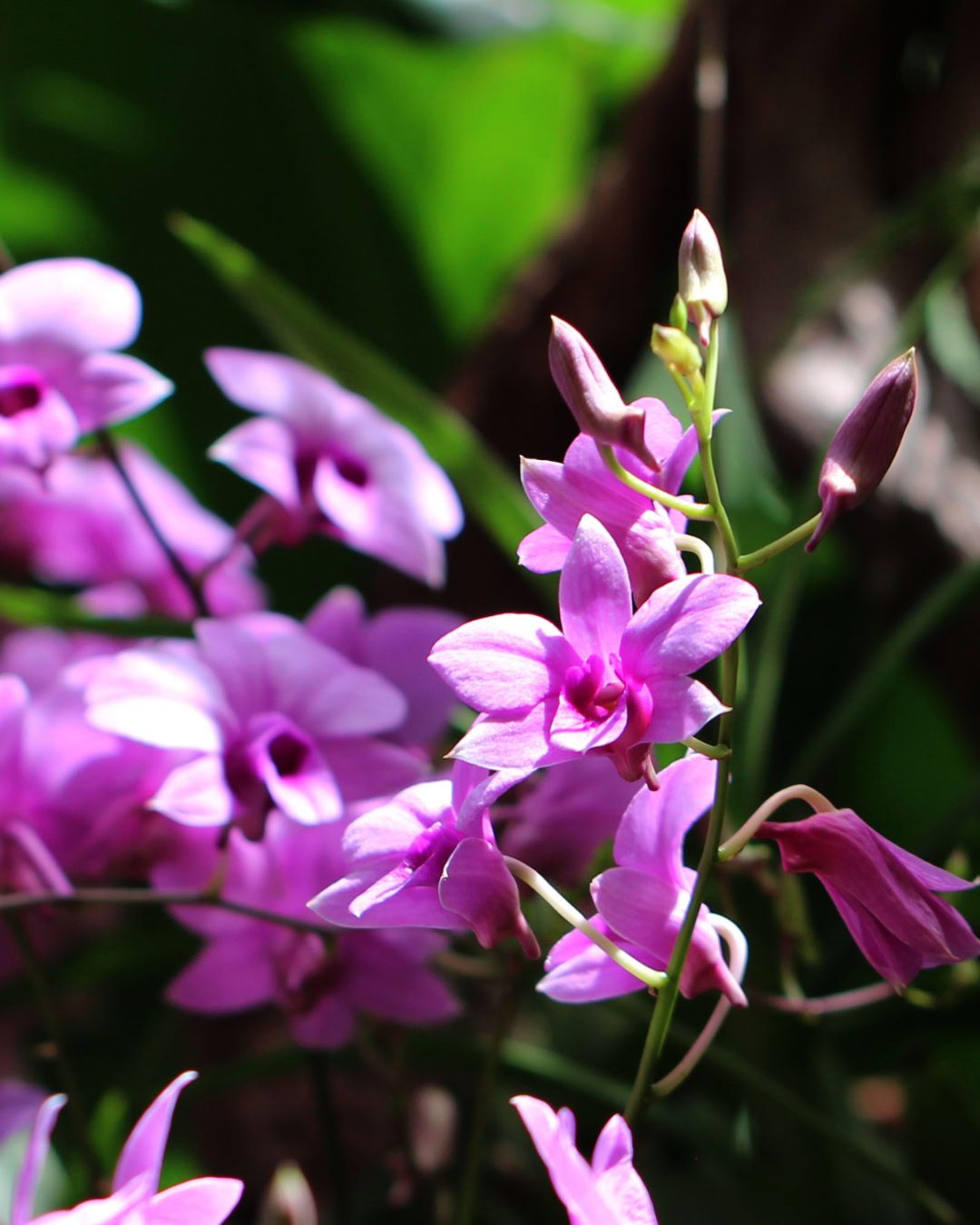 Cooktown Orchid - Dendrobium bigibbum Cooktown Orchid