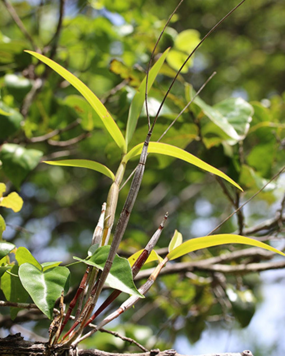 Cooktown Orchid - Dendrobium bigibbum Pseudobulbs - Cooktown Orchid