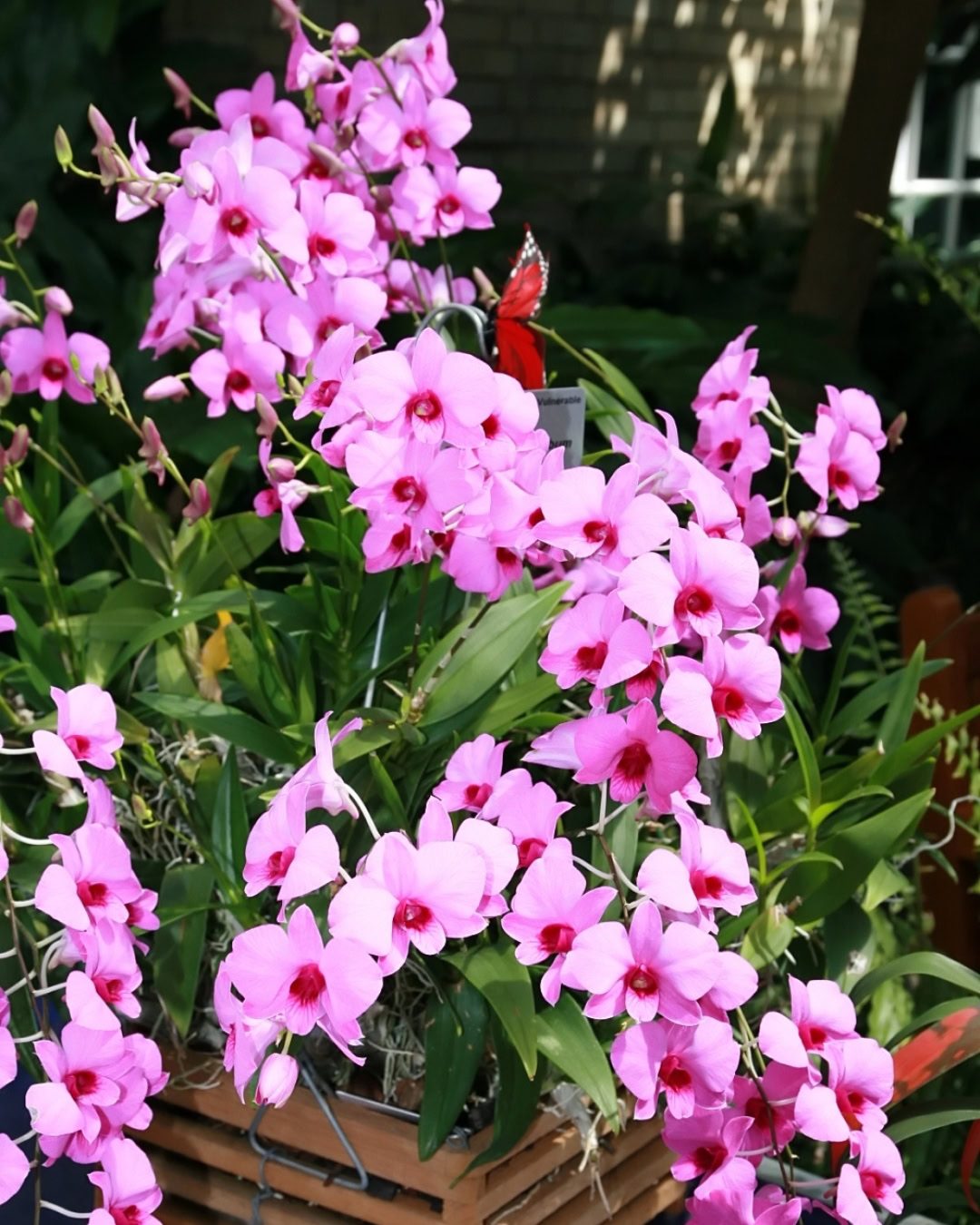 Cooktown Orchid - Dendrobium bigibbum Cooktown Orchid in a pot