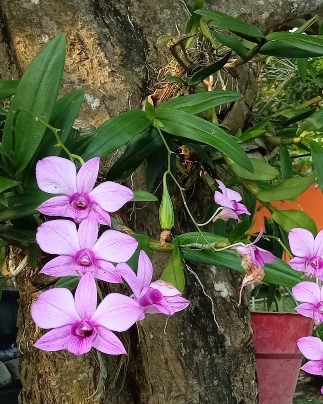 Cooktown Orchid - Dendrobium bigibbum Pseudobulbs - Cooktown Orchid on a tree
