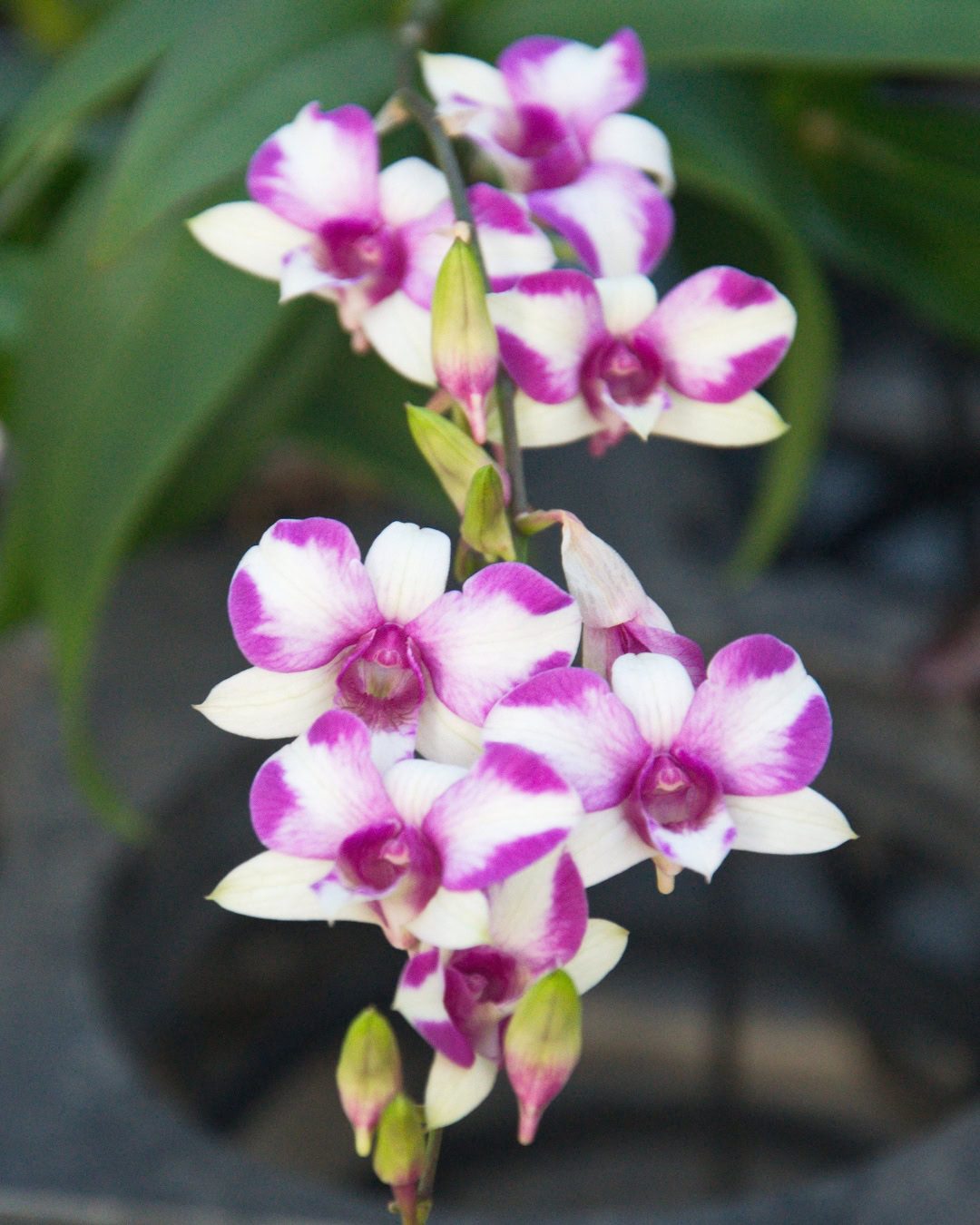 Cooktown Orchid - Dendrobium bigibbum Cooktown Orchid