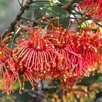 roda-de-fogo - Stenocarpus sinuatus