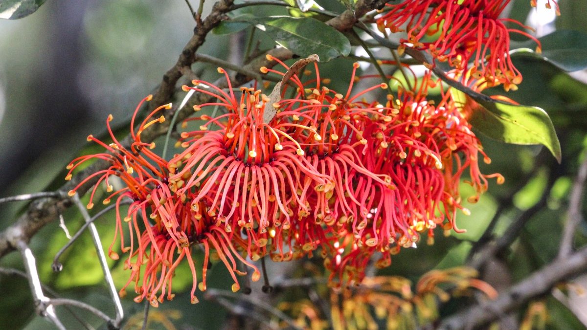 roda-de-fogo - Stenocarpus sinuatus