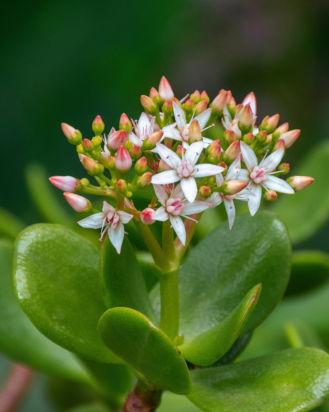 Detalle de la inflorescencia